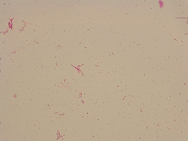 Bacillus Slides - Bacillus 03 400X